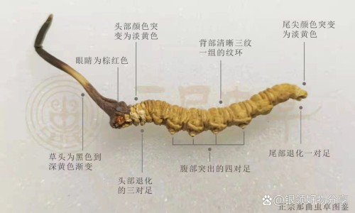 枇杷叶炖雪梨的功效网- 枇杷叶煮水喝的功效与作用知识,分享枇杷叶作用与功效